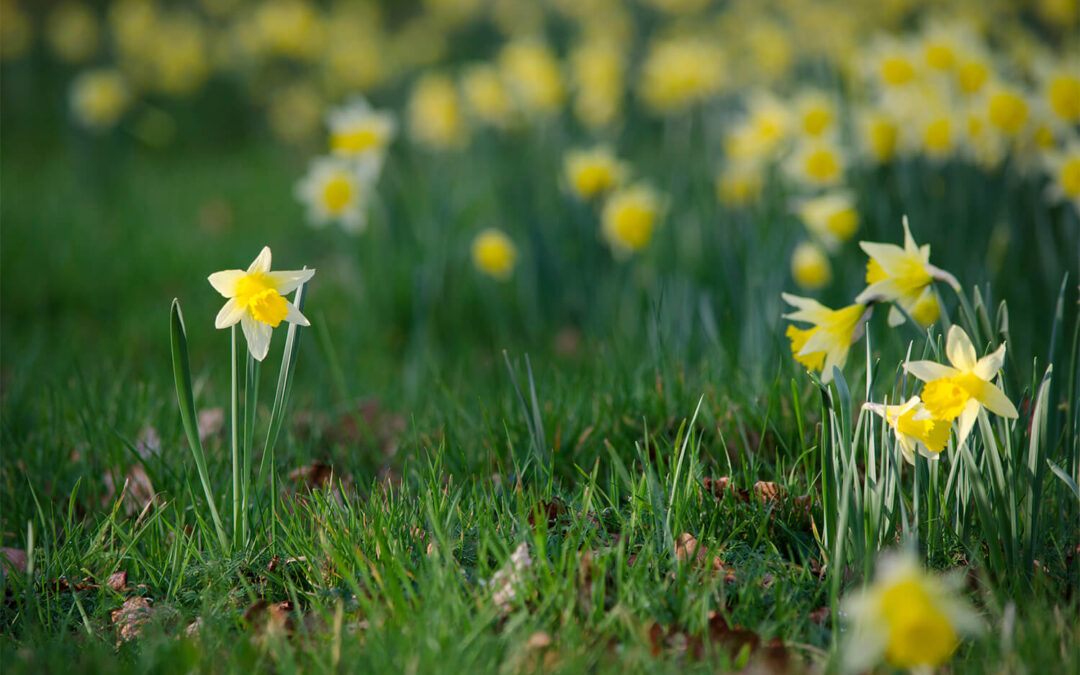 Daffodils for Memory