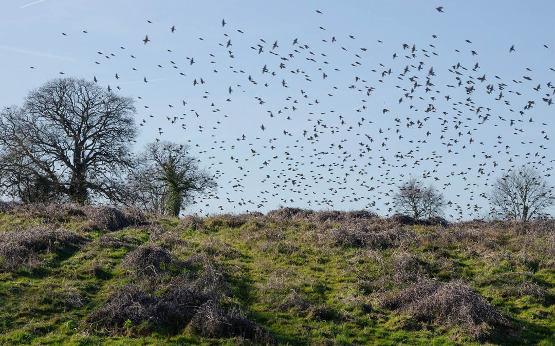 Linnets