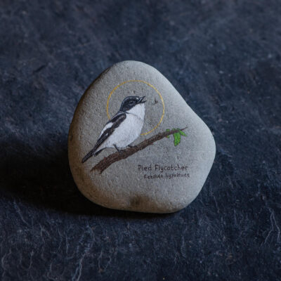 Pied Flycatcher Painted Stone by Kerrie Ann Gardner