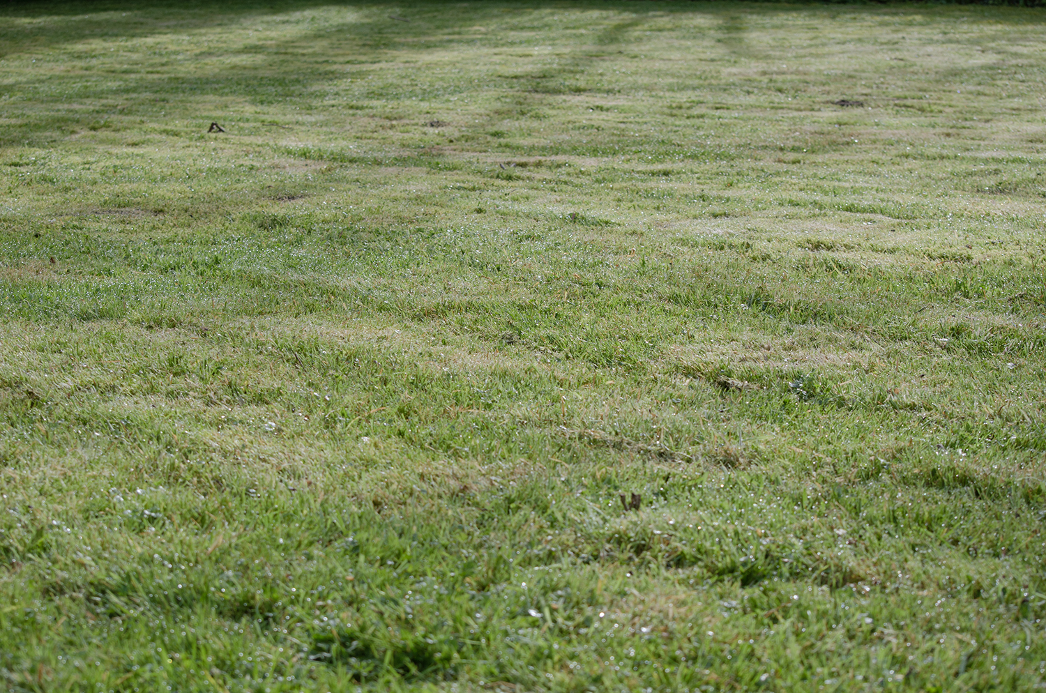 A mown, lifeless lawn. 