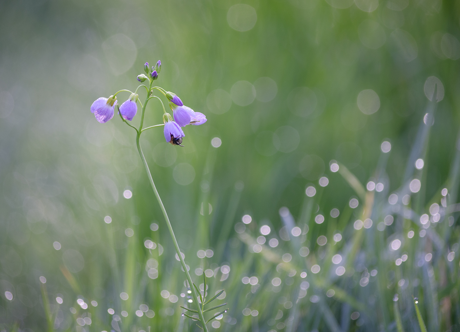 Tawny Mining Bee emerging from a Cuckoo Flower. Photograph by Kerrie Ann Gardner.
