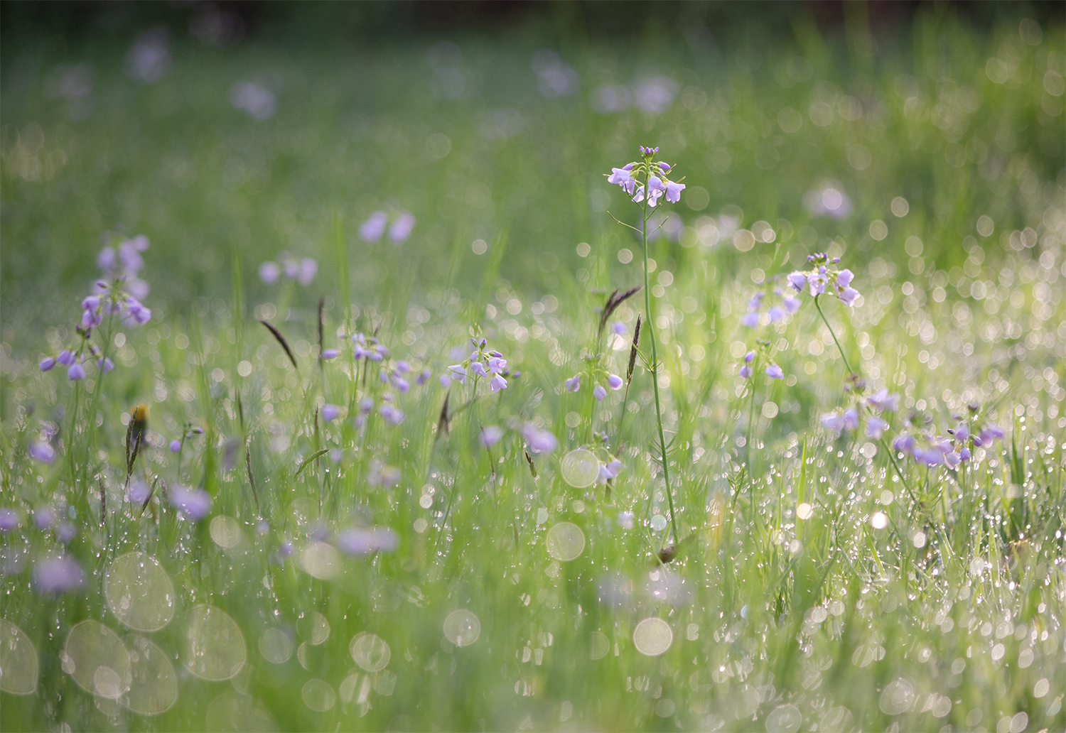 Meadowland Cuckoo Flowers. Photograph by Kerrie Ann Gardner.