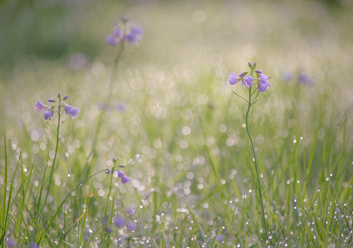 Cuckoo Flowers in Dew. Photograph by Kerrie Ann Gardner.