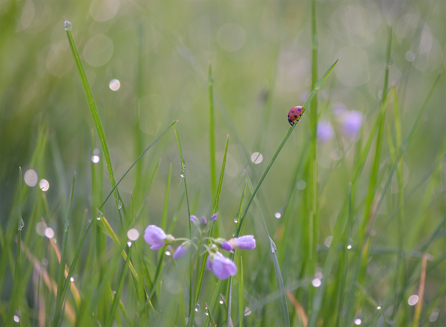 Six-spot Ladybord in a dewy meadow. Photograph by Kerrie Ann Gardner.