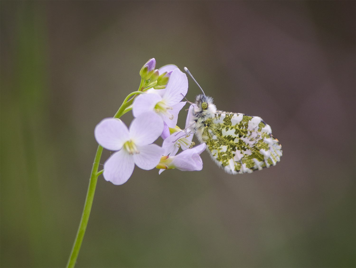 Orange-tip butterfly on a Cuckoo flower. Photograph by Kerrie Ann Gardner